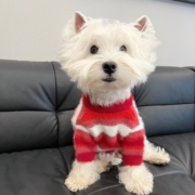狗狗衣服红白间条保暖西高地比熊马尔济(马尔济，)斯小型犬宠物秋冬毛衣