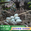绿壳土鸡蛋贵州山林果园，散养土鸡蛋，每箱30枚损坏包赔
