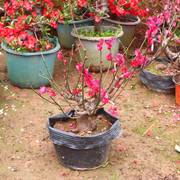 梅花盆栽老桩红梅腊梅盆景树苗花卉耐寒植物室内阳台庭院四季种植