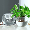 创意玻璃花瓶水培绿萝植物花盆透明玻璃圆球水养鱼缸器皿容器桌面