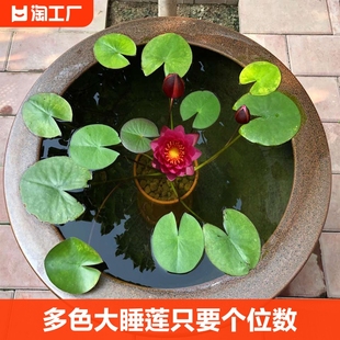 迷你睡莲水培植物四季花卉花盆栽根块观花水生碗莲荷花带花苞好养