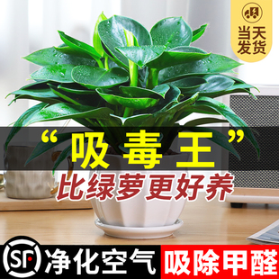 金钻盆栽绿萝箩室内植物花卉，水培绿植办公室，多肉净化空气去除甲醛