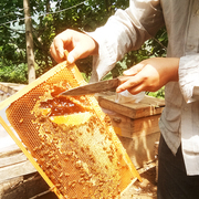 蜂蜜纯正天然农家自产野生百花蜜冬结晶，真蜂蜜槐花蜜