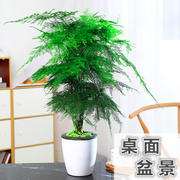 文竹盆栽植物室内办公室水培小绿植，四季常青室内新房，家用盆景花卉