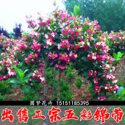 五彩锦带庭院绿化树耐寒红王子锦带花苗，植物槿带花苗花卉