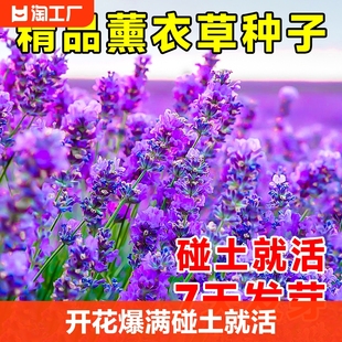 薰衣草花籽盆栽四季开花种子，蚊虫香草花卉阳台庭院，驱蚊草花种籽子