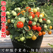 千禧小番茄种籽矮生盆栽西红柿瀑布春四季圣女果蔬菜草莓苗种子孑