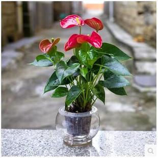 红掌 绿植盆栽四季花卉客厅水培植物整套室内防辐射水养植物 盆花