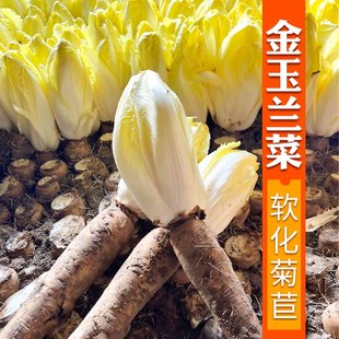 寿光蔬菜种子软化菊苣红黄渐变 玉兰菜野菜种子特菜四季籽春季