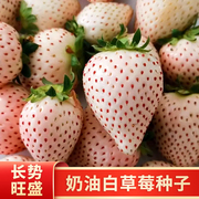 奶油白草莓种籽子四季白草莓种子蔬菜种孑红颜家庭盆栽阳台种植