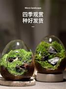 苔藓微景观生态瓶，私人草坪桌面迷你盆栽，办公室创意教师节礼物神奇