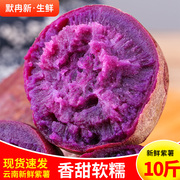 新鲜紫薯5斤地瓜山芋，农家软糯番薯，沙地板栗低脂香薯