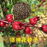 洛神花种子玫瑰茄花籽种籽食用保健花茶药用庭院花园盆栽四季高产