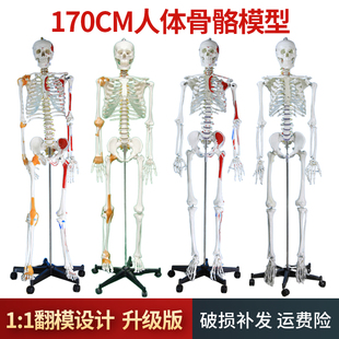 170cm人体骨骼模型骨架人体模型成人大白骷髅标本教学脊椎全身