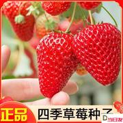 四季奶油草莓种子盆栽种植超甜大果型种籽阳台水果易播种原厂包装