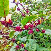 洛神花种子食神花种子玫瑰茄阳台花卉玫瑰花种子25元半斤种子