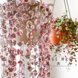 爱之蔓锦粉色吊篮多肉植物的高档室内客厅防辐射水培花卉盆栽