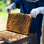 蜂巢蜜野生纯正天然500g新巢蜜嚼着吃峰窝块秦岭正宗农家土蜂蜜