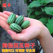 拇指西瓜种子拇指迷你小西瓜种籽春秋四季播阳台盆栽蔬菜水果种子