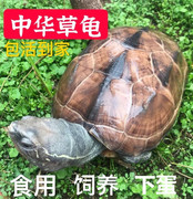 中华草龟 草龟活物 草龟大 特大 活体招财家庭宠物龟下蛋龟食用龟