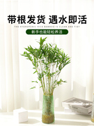 水培植物米竹盆四季栽常青室内带根水养凤尾，富贵竹子客厅好养绿植