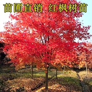 红枫树苗日本红枫红舞姬，四季中国红枫，苗地载盆栽盆景庭院绿化耐寒