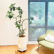 鸭脚木鹅掌财盆栽室内客厅绿植八方来财大型绿植网红吸收甲醛植物