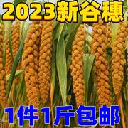 2023秋新收黄谷穗天然带壳小米穗鹦鹉玩具谷子穗逗仓鼠棒1斤