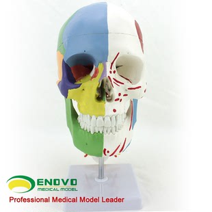 ENOVO颐诺医学用 人体头骨模型颅骨模型 头骨分区肌肉模型神经骨