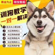 训犬师教学训狗大小便乱叫一对一指导包学会柯基泰迪金毛边牧