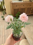 少女樱姬月季盆栽，迷你创意花卉蔷薇窗台阳台庭院，微型绿植攀援花