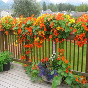 旱金莲种子多年生室内外易种活夏秋开花盆栽，花卉种籽庭院阳台植物
