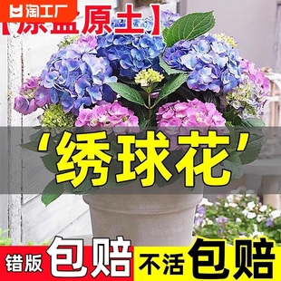 绣球花苗无尽夏四季(夏四季)开花绣球花盆栽带花花卉室内植物当年开花魔幻