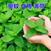 薄荷种子可食用泡茶四季可播种好养易活室内室外花种籽驱蚊植物