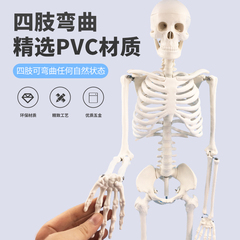 医用标准85cm小白骷髅人体骨骼模型
