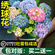 无尽夏绣球(夏绣球)花苗盆栽带花苞，四季开花卉绿植物，室内阳台庭院老桩鲜花