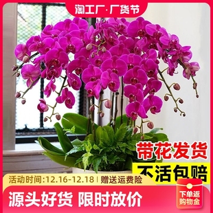 蝴蝶兰盆栽带花苞花兰花室内客厅，花卉大花型植物四季好养活花苗