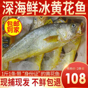 大黄花鱼新鲜海鲜冷冻海鱼，冰鲜鲜鱼深海圈养大黄鱼海鲜鱼2斤2条