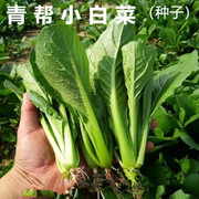 青帮小白菜种子春夏四季种植奶油，快菜种籽大全，秋冬阳台盆栽蔬菜孑