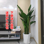 网红天堂鸟盆栽鹤望兰室内大型植物，客厅办公室净化空气好养活绿植