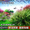 日本小箦藻ADA红箦藻风车箦藻水下叶鱼缸植物水草 水族箱造景