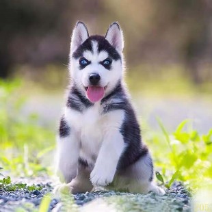 日照纯种哈士奇幼犬活体西伯利亚雪橇犬二哈幼犬蓝眼哈士奇幼崽宠