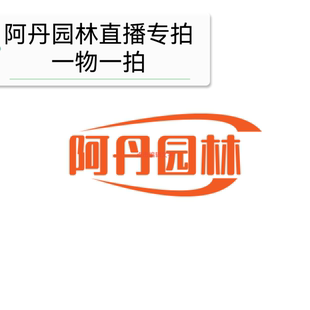 阿丹园林直播专拍月季花苗大花浓香四季开花盆栽地栽庭院露台花园