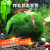 水藻球活体生态缸观赏虾，水草微景观，生态瓶水培藻类植物鱼缸绿球藻
