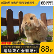 宠物兔子活物纯种兔活体荷兰黄色垂耳兔猫猫兔小型侏儒兔包活