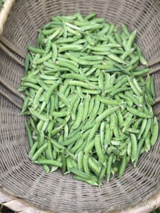 湖南衡阳本地雪豆老品种豌豆带壳装吃米粒，豆3斤装