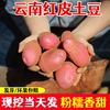 云南土豆10斤新鲜蔬菜小土豆马铃薯洋芋红皮土豆黄心土豆整箱
