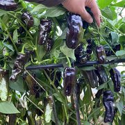 紫苏椒种子特色辣椒甜椒种籽高产四季春方椒灯笼椒苗蔬菜孑禾之元