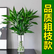 粗枝款富贵竹水培植物花卉绿植，室内盆栽绿萝箩水养观音竹带根