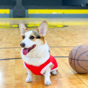 柯基篮球衣狗狗衣服薄款夏季小型中型犬队服夏天透气宠物网眼背心